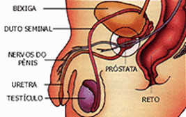 Próstata - Centro de Vida